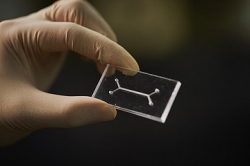 울산과학기술원(UNIST)이 개발중인 혈관통합 생체장기모사 칩. 한쪽은 혈관 다른 쪽은 장기 채널이다. 사진제공:UNIST.