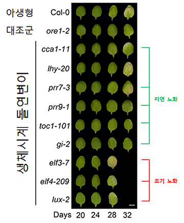 [그림 1] 생체시계 유전자 돌연변이들의 잎의 노화 표현형 연구진은 잎의 생애에 따라 9종의 생체시계 주요 유전자에 돌연변이가 일어나 제 기능을 하지 못하는 돌연변이 식물에서 잎의 노화 현상을 관찰하였다. 잎이 생성된 후 20일부터 노화되어 잎의 노랗게 변하는 현상(yellowing)을 관찰한 결과, 야생형(Col-0)과 비교하여 elf3-7, elf4-209, lux-2와 같은 돌연변이는 노화가 빨라진 것을 확인했다. 이와 비교하여, cca1-11, prr7-3, prr9-1, toc1-101, gi-2와 같은 돌연변이는 야생형과 비교하여 노화가 지연된 현상을 보였다. 이 결과를 통해, 생체시계가 잎의 노화 조절에 밀접하게 관련하고 있음을 확인할 수 있다