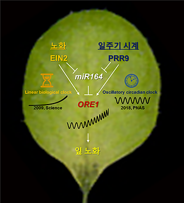 [그림 2] 일주기 시계 유전자 PRR9의 노화 조절 유전자 ORE1 조절 경로와 기존 Trifurcate feedforward loop의 네트워크 식물의 일주기 생체시계 인자 PRR9이 오래사라1 유전자의 발현을 조절하는 방법은 기존 애기장대 잎의 노화를 조절하는 메커니즘으로 알려진 “Trifurcate feedforward loop”을 이용한다. 기존의 회로는 2009년 Science지에 EIN2 유전자와 마이크로 RNA인 miR164를 통해 잎의 나이에 따른 오래사라1 유전자의 발현에 영향을 주어 잎의 노화를 조절한다는 것이 보고됐다. 본 연구팀은 2009년 발표한 EIN2와 유사한 경로로, 생체시계 인자 PRR9이 오래사라1 유전자의 발현에 영향을 준다는 것을 확인했다. 이러한 기존 노화 회로와 일주기 생체시계 회로의 협력을 통해 노화 핵심 유전자 오래사라1의 발현이 보다 미세하게 조절, 외부 환경 변화에 민감하게 반응한다는 것을 알 수 있다.