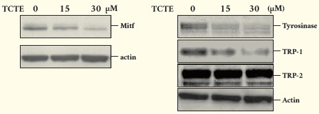 그림2. TCTE 처리에 의한 mitf 감소와, tyrosinase 및 TRP-1 발현 감소