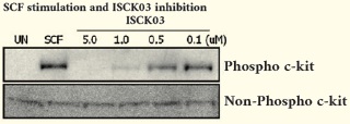 그림 7. ISCK03에 의한 c-kit 활성억제(adopted from Biochem Pharmacol. 2007; 74(5), 780-786)