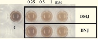 그림 10. DNJ 및 DMJ에 의한 멜라닌 색소 생성 억제 효과( adopted from Experimental Dermatology, 16, 110–117, 2006)