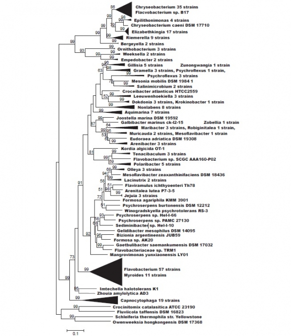TRM1세균이 플라보박테리아(Flavobacteriaceae)에 속하는 신종 미생물임을 보여주는 유전체 서열 기반의 진화계통도.