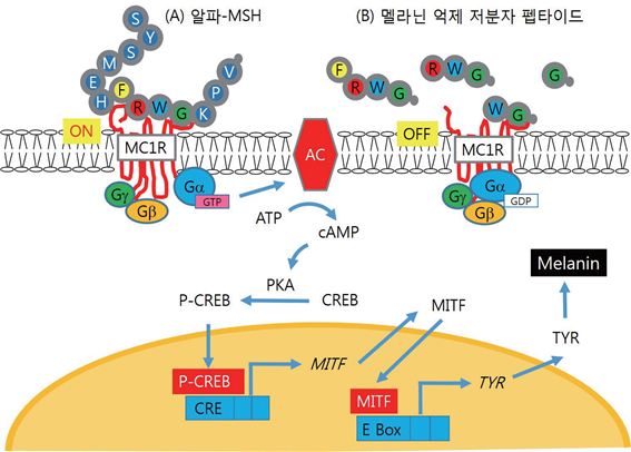 그림 2. 알파-MSH에 의한 멜라닌 합성 유도 과정 및 멜라닌 억제 저분자 펩타이드의 작용 원리 멜라닌세포 자극호르몬(알파-MSH)은 MC1R 수용체에 결합하여 G 단백질을 활성화시키고(ON) 아데닐레이트 사이클라제 (AC)를 활성화시킨다(A). 생성된 cAMP는 단백질 인산화 효소 A(PKA)를 활성화시켜 CREB의 인산화를 증가시키고, p-CREB은 핵으로 들어 가 MITF의 발현을 증가시키다. MITF 전사인자는 타이로시나제(TYR)의 발현을 유도하여 멜라닌 합성을 증가시킨다. 본 연구에서 발 견한 멜라닌 억제 저분자 펩타이드는 알파-MSH의 시퀀스의 일부분과 동일하였다. 이는 알파-MSH 또는 저분자 펩타이드가 MC1R 수용체에 결합할 때 동일한 아미노산 잔기가 필수적임을 시사한다. 멜라닌 억제 저분자 펩타이드는M C1R 수용체에 결합하여 G 단백 질의 활성화를 막고(OFF), 알파-MSH의 수용체 결합을 방해하여 하류의 세포 신호 전달 과정과 멜라닌 합성을 억제한다 (B).