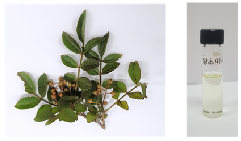 사진 1. 왕초피나무 잎과 열매사진 2. 왕초피나무열매정유