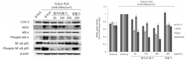 그림 2. 가공 황기의 염증인자 단백질의 억제효과.  그림 3. 가공 황기의 염증인자 단백질의 억제비율.