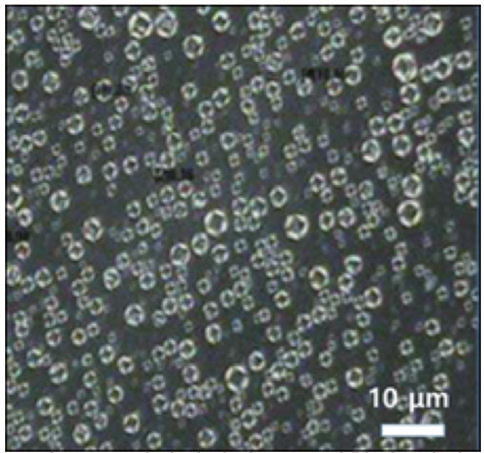 그림 12. 편광현미경으로 관찰한 멀티 라멜라 구조 에멀전 이방성 이미지. (자료: 코스맥스).