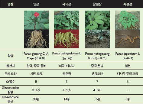 표 1. 주요 파낙스속 식물의 종류 및 특성