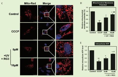 그림 8 Changes in mitochondrial activity and morphology by RG3 treatment after UV exposure. 30)