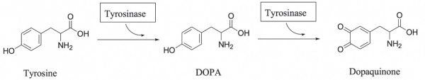 그림 3. 멜라닌 합성 메커니즘(산화 과정)