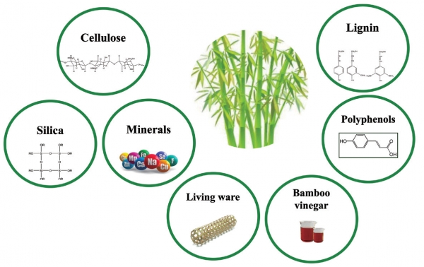 Fig. 1. Major components of bamboo