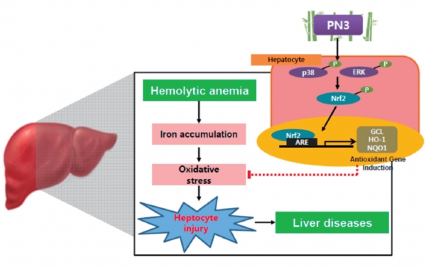 Fig. 8. PN3 protected the cells against iron overload-induced liver injury.