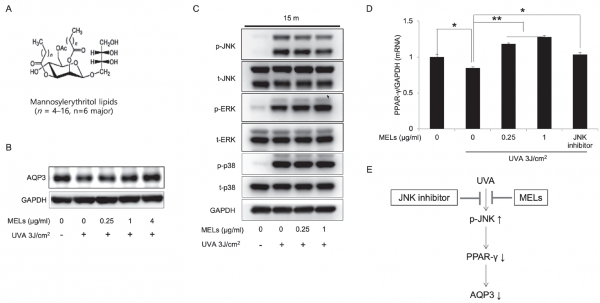 그림 1. A. MEL의 구조 B. 24시간 동안 UV A3J/cm2 및 MEL 농도 별 처리된 세포에서의 아쿠아포린 3 웨스턴 블롯 결과 C, D, E. U V A조건에서의 JNK 인산화 및 PPAR-γ 발현에 대한 MEL의 영향.