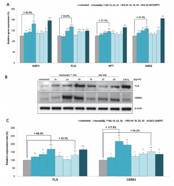 그림 3. HeritaGEL™홍삼 및 홍삼 열수 추출물의 보습 관련 인자 발현 유도 효과. (A) qRT-PCR을 통한 mRNA 발현 평가; (B, C) western blotting를 통한 단백질 발현 평가; RA , retinoic acid.