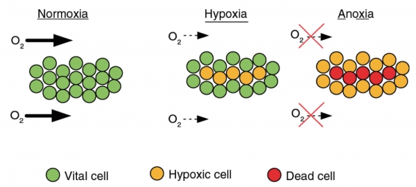 그림1. 산소의 농도에 따른 세포의 변화