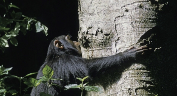 위장관 이상이 있는 침팬지가 먹는 Albizia※ 출처: CNRS NEWS, ⓒ J.-M. KRIEF
