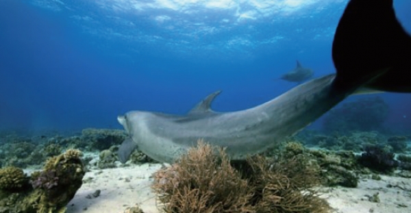 고르곤 산호에 몸을 비비는 큰돌고래※ 출처: BBC Blue Planet II