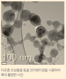 리포좀 조성물을 동결 전자현미경을 사용하여 확대 촬영한 사진. 사진제공=코스메카코리아.