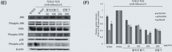 그림 3. (E)가공 황기의 MAPK 단백질의 억제 효과, (F)가공 황기의 MAPK 단백질의 억제 비율