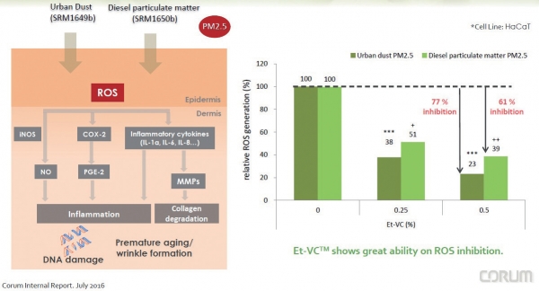 그림 1. Et-VC™의 PM2.5 오염조건에서 생성되는 ROS 감소.자 료 제공=Corum