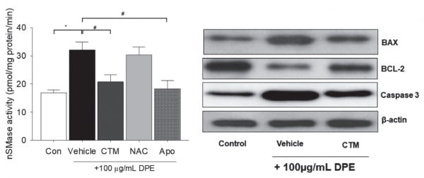 그림 4. nSMase 효소 활성 및 BAX, Caspase 3 발현에 대한 개서어나무추출물의 영향.( CTM; Carpinus tschonoskii Maxim, 개서어나무 추출물, NAC; N-acetyl-L-cysteine, 항산화제, Apo; Apocynin, NADPH-oxidase inhibitor)