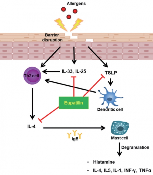 그림 7. Eupatilin의 아토피 피부염 경감에 미치는 신호전달 과정 모식도