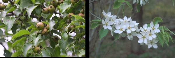 그림 1. 산돌배나무는 장미과, 배나무속에 속하는 낙엽활엽교목으로 우리나라 전역에 분포해 있다. 4~5월경 꽃이 피며 열매는 9월에 익어 식용 및 약용으로 활용된다. 출처=국립생물자원관