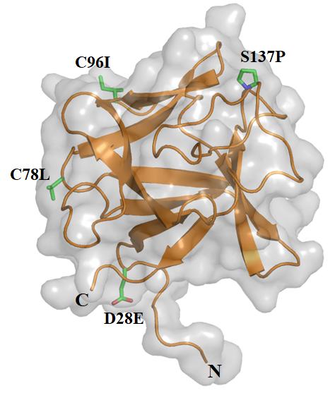 【온도안정성이 개선된 FGF2 구조】인간 FGF2는 155개의 아미노산으로 구성된 단백질이며 상온에서는 24시간 내에 활성을 모두 상실하게 되어 고래 유전자와 실험 결과를 통해 안정형 FGF2를 개발하였다. 인간 FGF2에서 28번째 아스파트산(aspartic acid), 78번째 시스테인(cysteine), 96번째 시스테인(cysteine), 137번째 세린(serine)을 안정형 FGF2에서는 각각 글루탐산(glutamic acid), 류신(leucine), 류신(leucine), 프롤린(proline)으로 치환하였다. ⓒ한국해양과학기술원