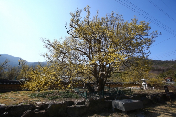 구례군 산수유 시목(始木) ⓒ국립백두대간수목원