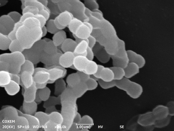 현미경으로 관찰한 녹차유산균 이미지 ⓒ아모레퍼시픽