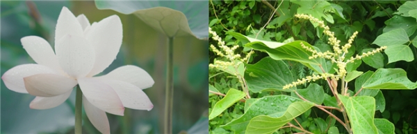 항산화 관련 3중 효능 입증 복합추출물의 원재료 제주 백련잎(사진 왼쪽) 및 예덕나무 ⓒ제주테크노파크