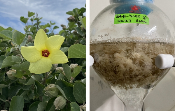 황근(Hibiscus hamabo Siebold & Zucc.)(사진 왼쪽)과 생물반응기 내 황근 부정근 ⓒTP 생물종다양성연구소