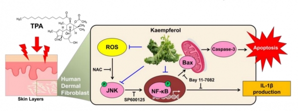 The sequences of presumed signaling pathways regulated by kaempferol are summarized. ⓒhttps://www.mdpi.com/2072-6643/13/9/3079