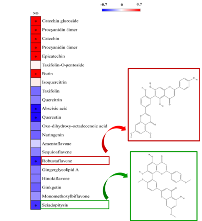 측백나무 부위별 시료(열매, 가지, 잎)의 항염 효능(NO assya)과 이차대사산물과의 상관관계 분석을 통해 바이플라보노이드(biflavonoid) 계열 물질인 로버스타플라본(robustaflavone), 사이아도피티신(sciadopitysin)이 유의미한 주요성분으로 분석 Ⓒ국립생물자원관