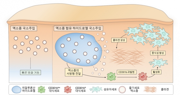 그림 1. 연구의 전체 모식도. 줄기세포 엑소좀 함유 히알루론산 하이드로젤이 대식세포에 CD301b을 과발현시켜 섬유아세포의 활성 및 콜라겐 생성을 유도.