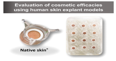 그림 1. 화장품 원료 및 제형의 효능 평가를 위해 사용되는 ‘Native skin®’(Genoskin, France)