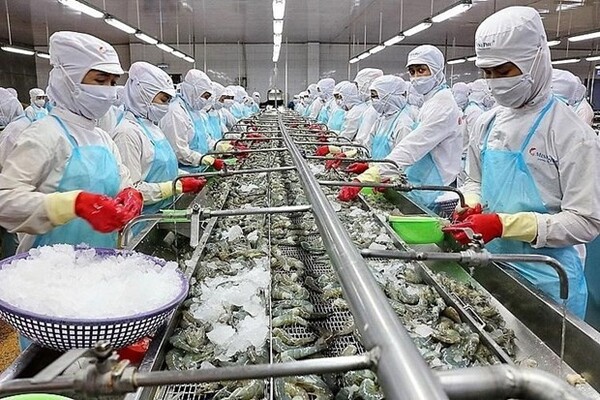 베트남의 새우 가공 모습 ⓒhttps://en.vietnamplus.vn/aquatic-exports-likely-to-hit-record-of-over-10-bln-usd-in-2022/243471.vnp