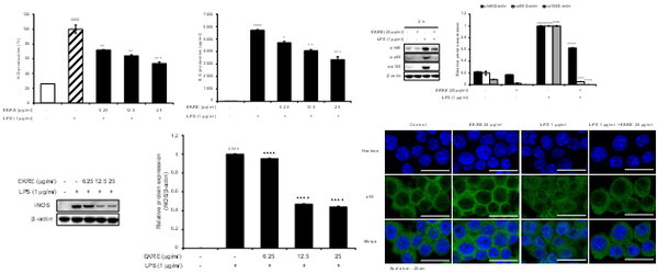 마우스 대식세포(RAW 264.7)에서 엔에프-카파비(NF-kB) 활성 감소에 의한 염증유발 인자(NO, IL-6, iNOS)의 저해 효과 = (A) 염증유발인자인 NO와 IL-6 생성의 억제 효과, (B) NO를 생성한다고 알려진 단백질인  iNOS의 발현 억제효과, (C) 염증 유전자의 발현을 조절하는 단백질인 NF-kB의 발현 억제 및 핵 내 이동 억제 효과