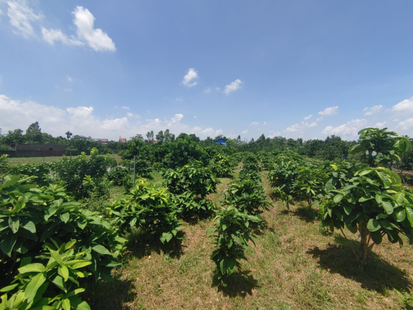 베트남 하노이 지역 장군나무잎 재배 현황. 하노이 지역 인근 농장에서 200그루 이상의 장군나무를 보유한 베트남 농가와 계약재배를 진행중에 있다. ⓒ카보엑스퍼트
