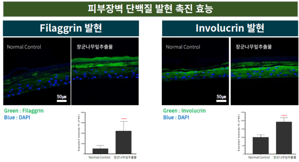 그림 2. 장군나무잎추출물의 피부장벽 단백질 발현 촉진 효능