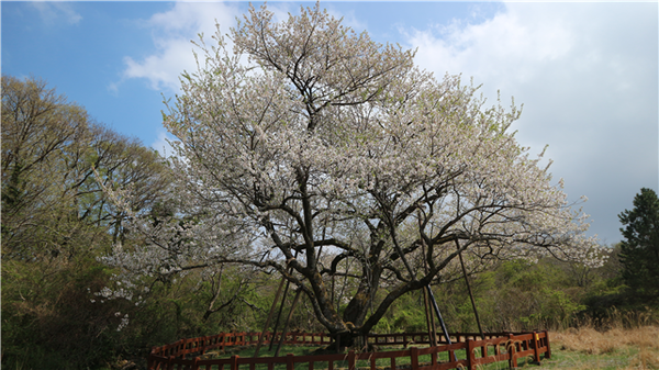 제주도 봉개동 제주왕벚나무(천연기념물 159호, 1호木) ⓒ국립수목원