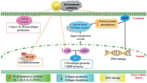 그림 1. 피부노화의 세포내 기작에 대한 모식도(Intracellular mechanism of skin aging). 미세먼지의 외부 환경 요인에 의해 TGF-β 감소, Cytokine promoter에 영향을 주어 proinflammatory cytokines 생성을 늘리고, Procollagen promoter는 감소 및 MMP promoter 증가로 Collagen 생산이 줄어든다. ROS 생성으로 protein tyrosine phosphatases가 감소하고 있는 DNA 손상을 유도한다. ⓒKim M, Park HJ. Molecular mechanisms of skin aging and rejuvenation. Mol Mech Aging Process Rejuvenation. 2016;450:57–76.