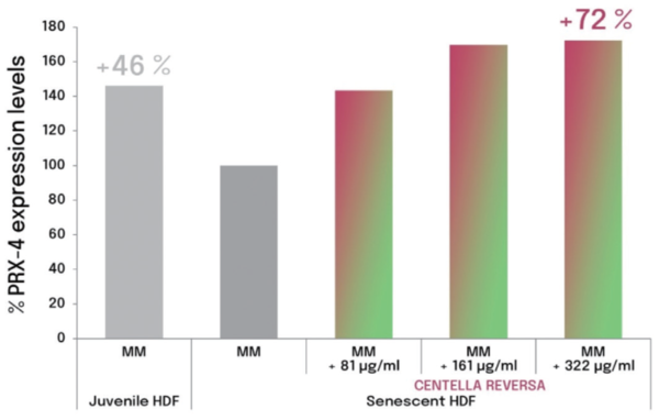 그래프 2. Graph of recovering detoxification capacity in senescent fibroblasts treated with Centella Reversa™ compared to senescent (100%).