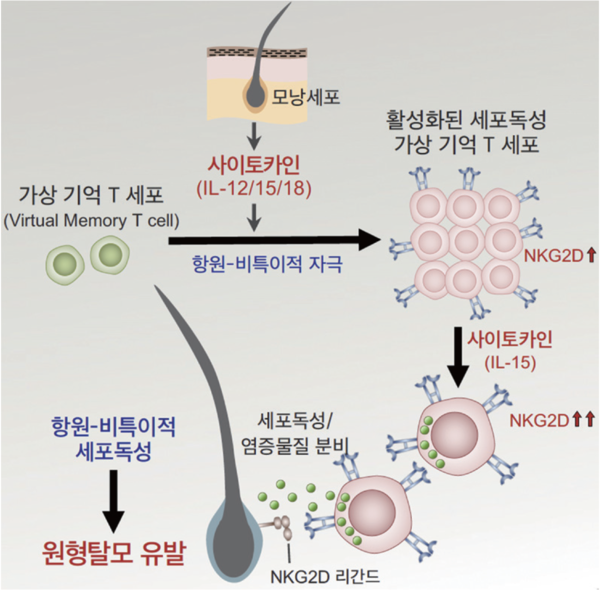 그림 1. 가상기억 T세포가 항원-비특이적인 사이토카인 자극을 받아 활성화되면 높은 세포독성능을 갖는 새로운 면역세포로 분화가 일어나고, 이 세포군이 세포독성 물질을 내보내 모낭을 파괴하여 원형탈모를 일으키게 된다.