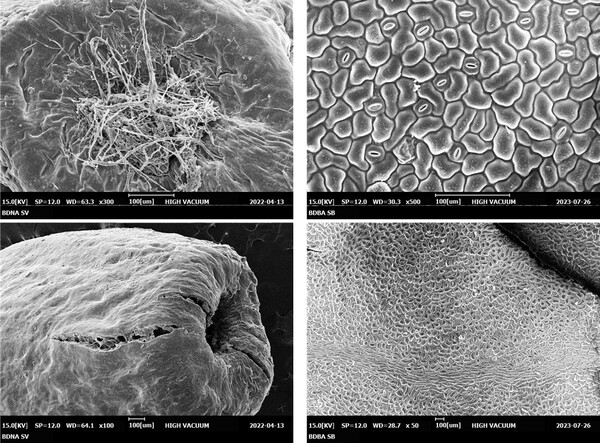 주사전자현미경 촬영 결과물. 왼쪽 위·아래 매자나무 종자, 오른쪽 위·아래 왕매발톱나무 잎 ⓒ국립백두대간수목원
