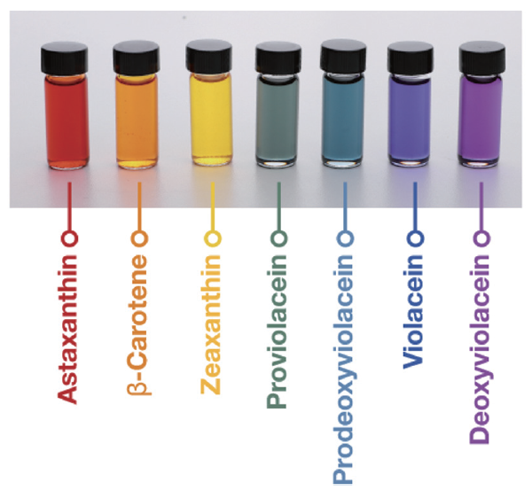 그림 3. 이상엽 특훈교수팀이 미생물을 대사공학으로 개량해 만든 일곱가지 무지개 색