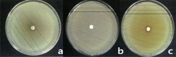 그림 1. 쑥 추출물 대장균에 대한 항균시험