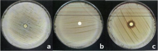 그림 2. 쑥 추출물 황색포도상구균에 대한 항균시험