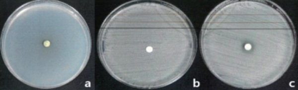 그림 3. 쑥 추출물 여드름균에 대한 항균시험