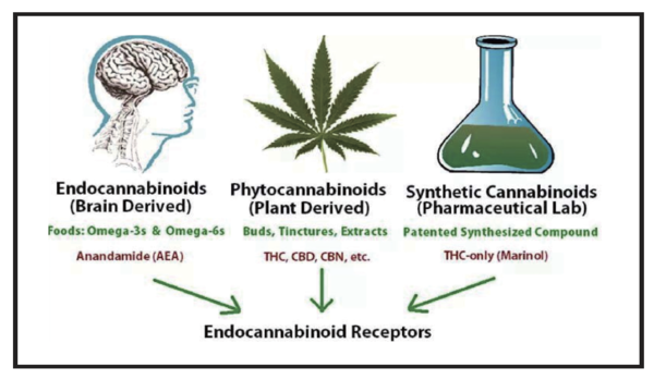 그림 1. 카나비노이드(Cannabinoid)는 3가지 종류 (Endocannabinoids, Phytocannabinoids, Synthetic Cannabinoids)로 구분된다. ⓒ